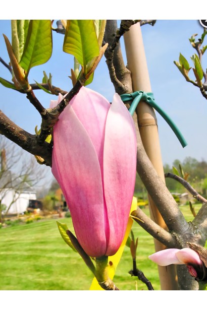 Magnolia Lombardy Rose